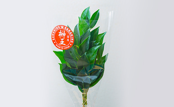国産「榊王」(SAKAKING)
