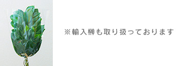 ※輸入榊も取り扱っております